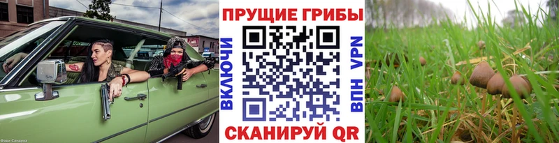 Псилоцибиновые грибы GOLDEN TEACHER  магазин продажи   Узловая 
